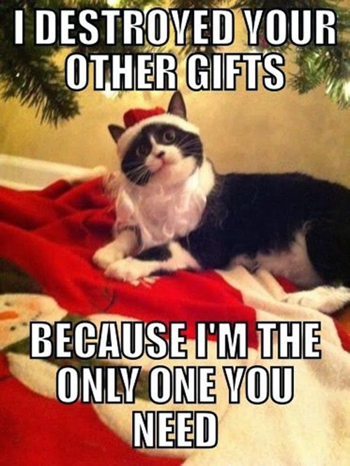 Funny Christmas Memes Pictures