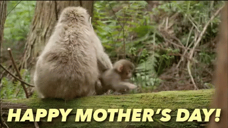 Mothers Day Funny Memes Gif download