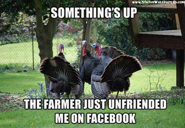 Happy Thanksgiving Funny Memes For Facebook