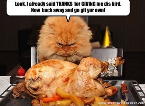 Thanksgiving Memes Download