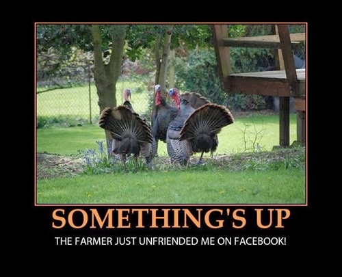 Funny Thanksgiving 2024 Wallpapers