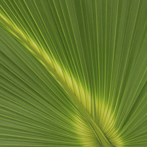 Palm Sunday 2026 Wishes Gif Palm Sunday 2026 Wishes Gif
